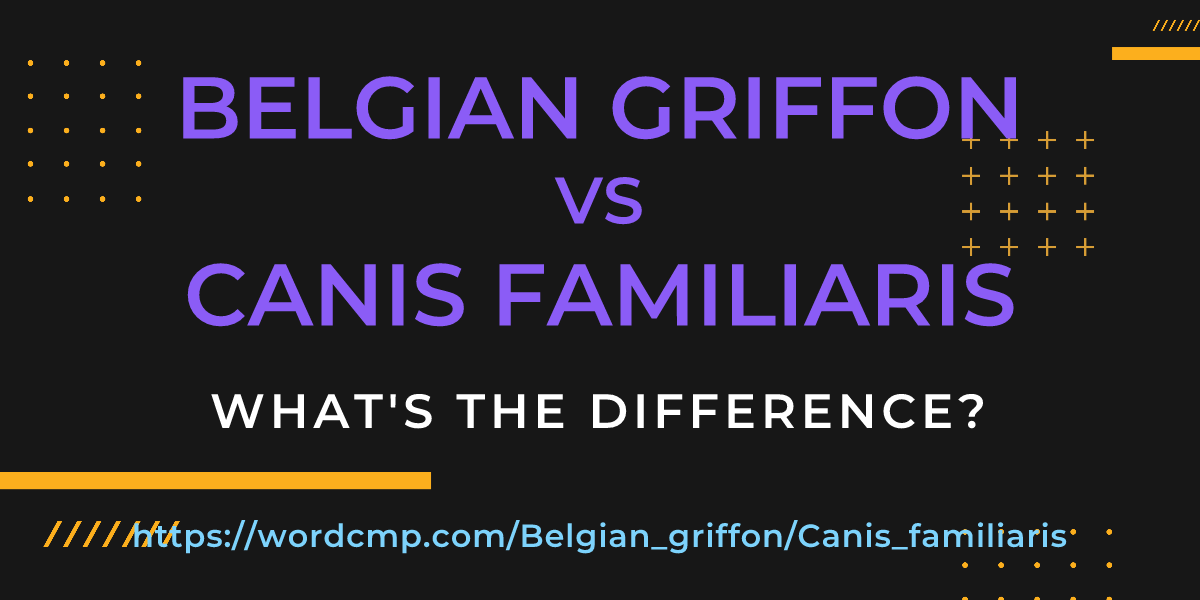 Difference between Belgian griffon and Canis familiaris