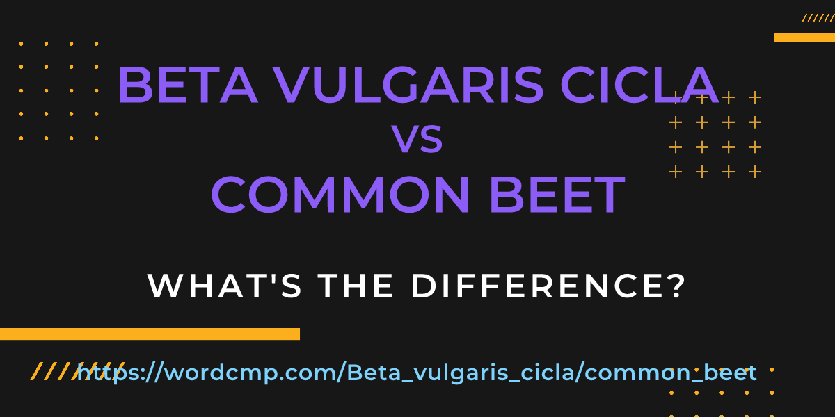 Difference between Beta vulgaris cicla and common beet