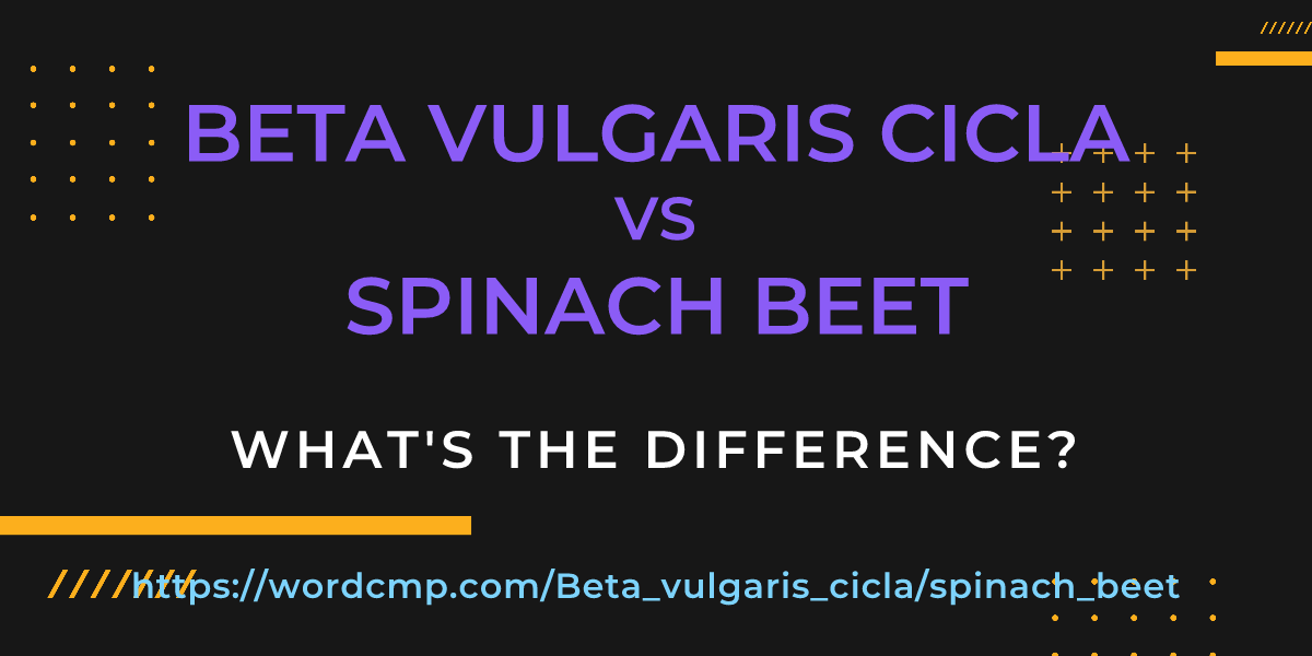 Difference between Beta vulgaris cicla and spinach beet