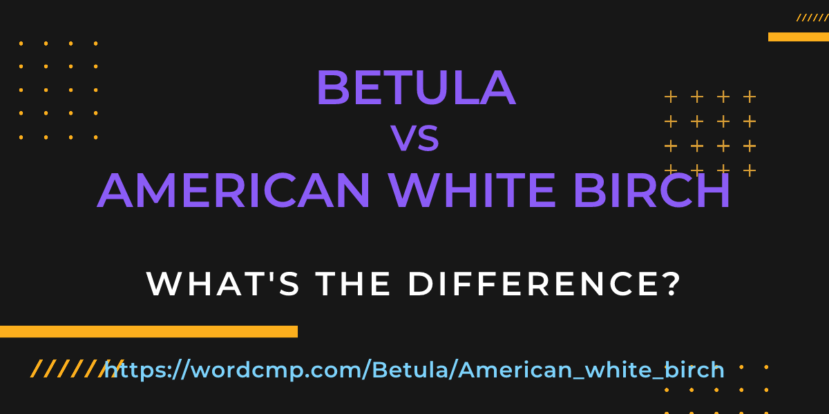 Difference between Betula and American white birch