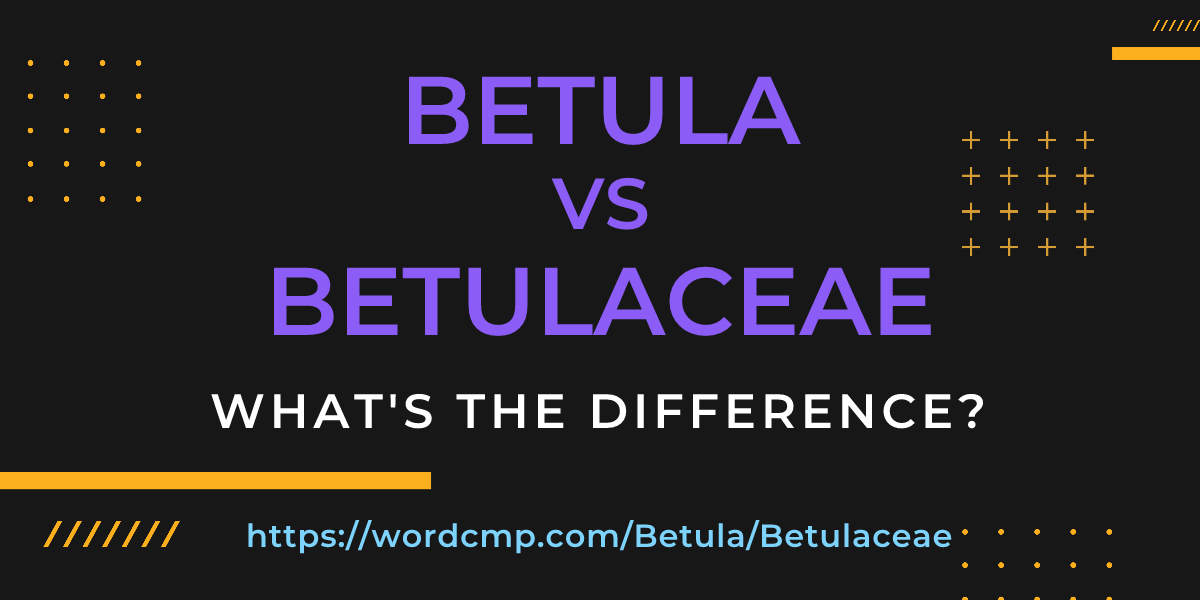 Difference between Betula and Betulaceae