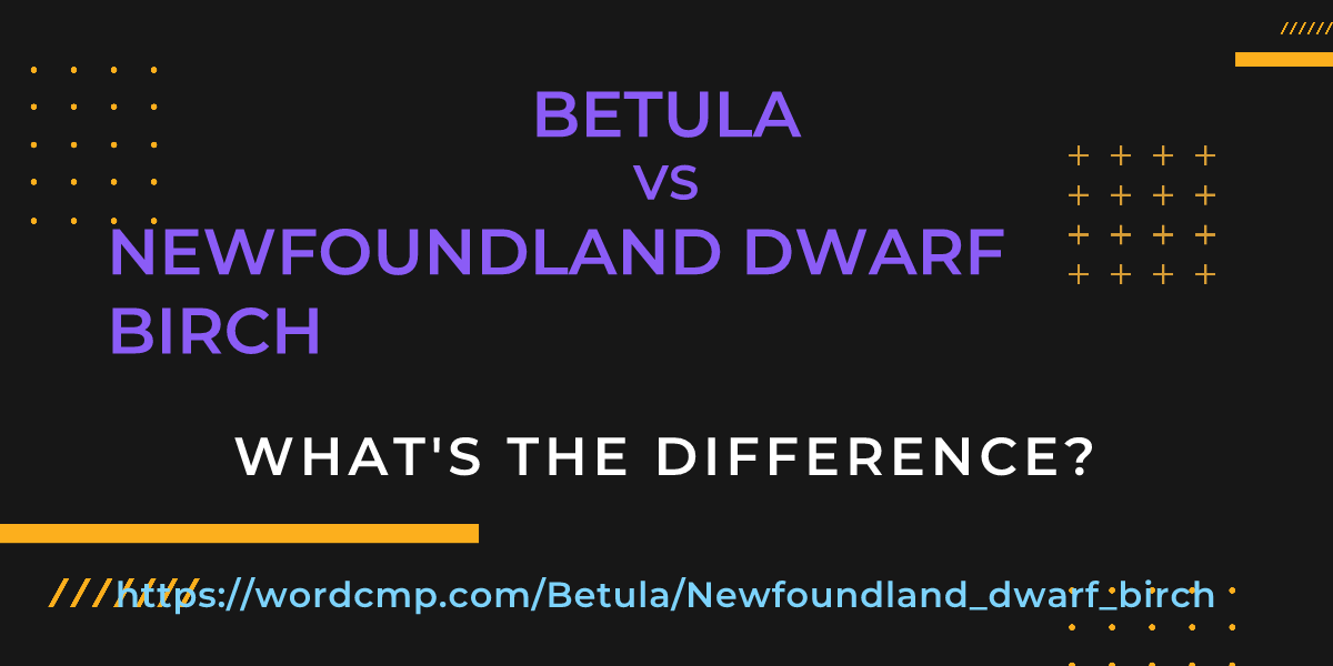 Difference between Betula and Newfoundland dwarf birch