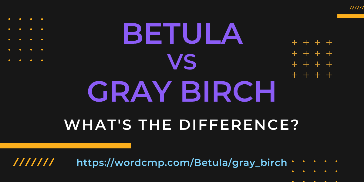 Difference between Betula and gray birch
