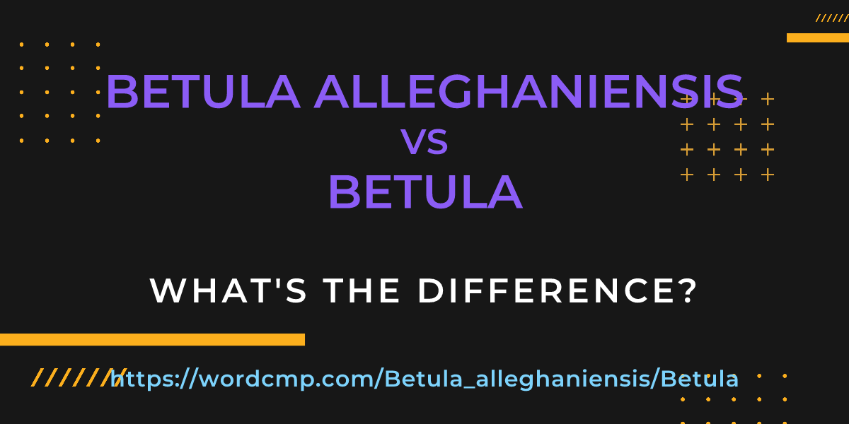 Difference between Betula alleghaniensis and Betula