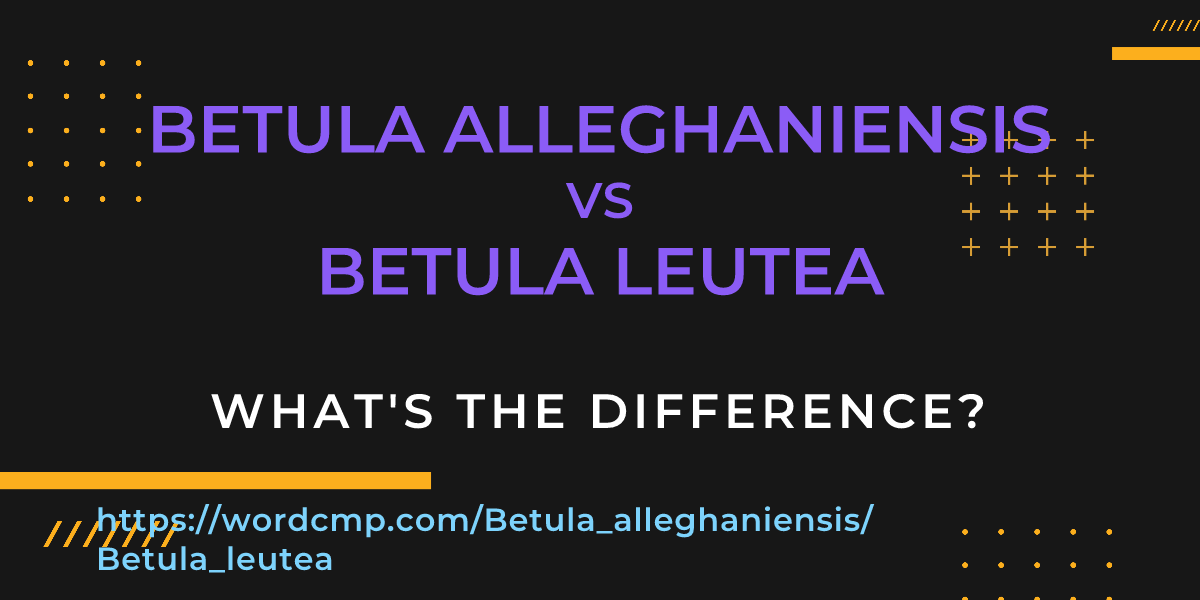 Difference between Betula alleghaniensis and Betula leutea