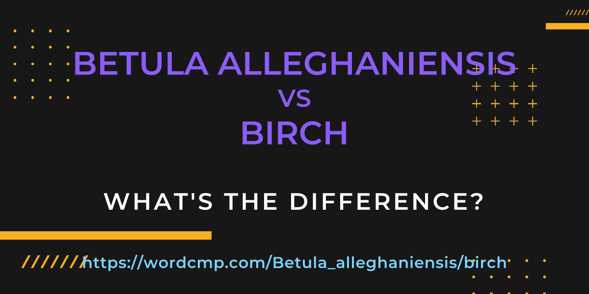 Difference between Betula alleghaniensis and birch