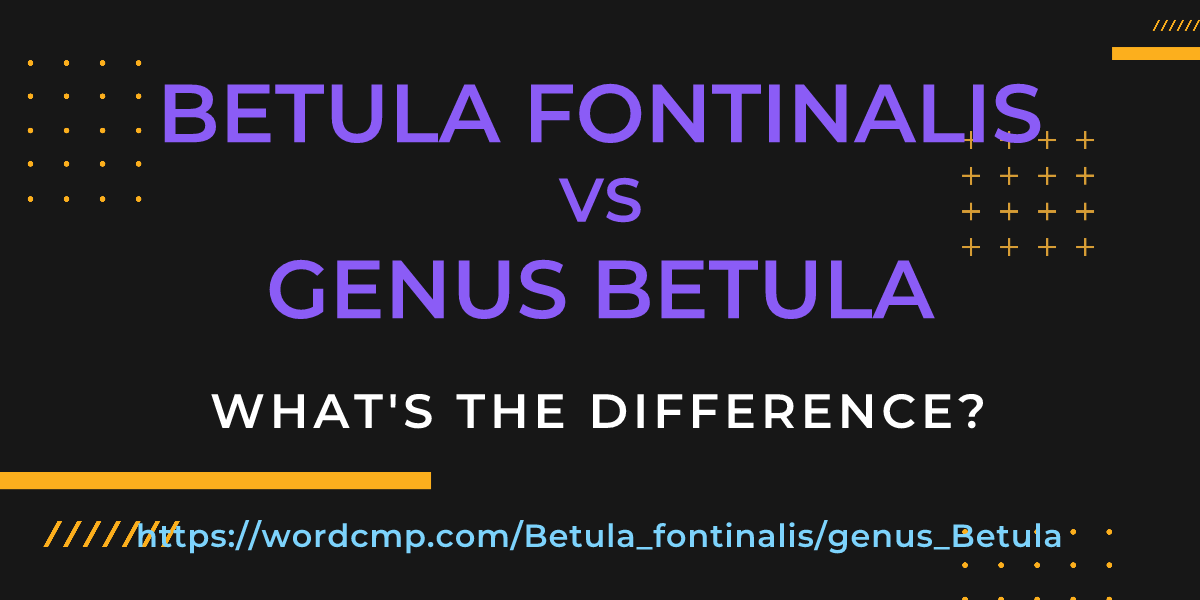 Difference between Betula fontinalis and genus Betula