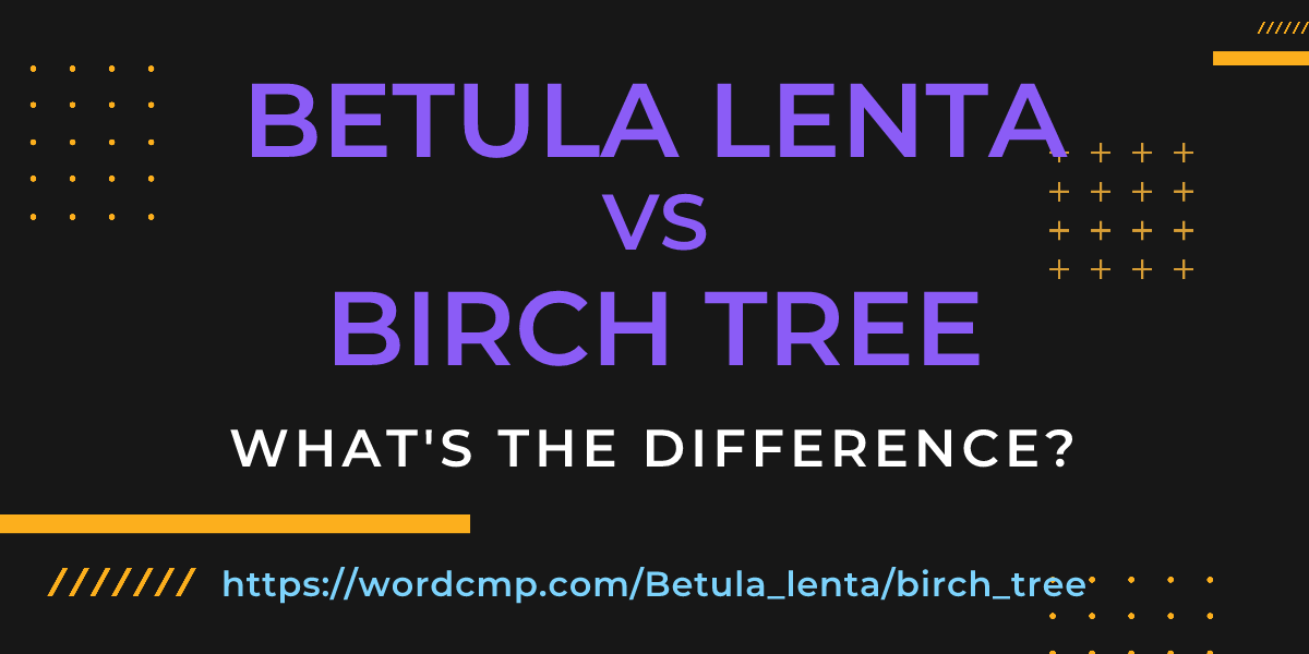 Difference between Betula lenta and birch tree