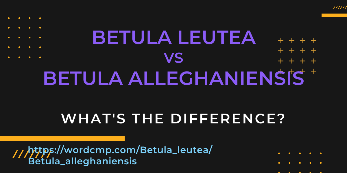Difference between Betula leutea and Betula alleghaniensis