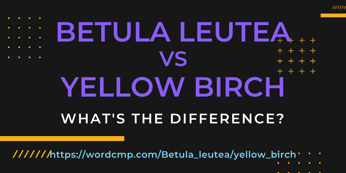 Difference between Betula leutea and yellow birch