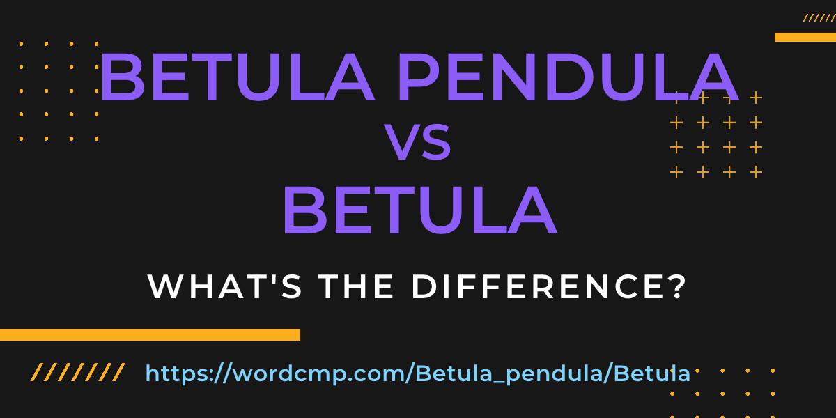 Difference between Betula pendula and Betula