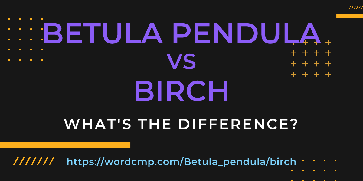 Difference between Betula pendula and birch