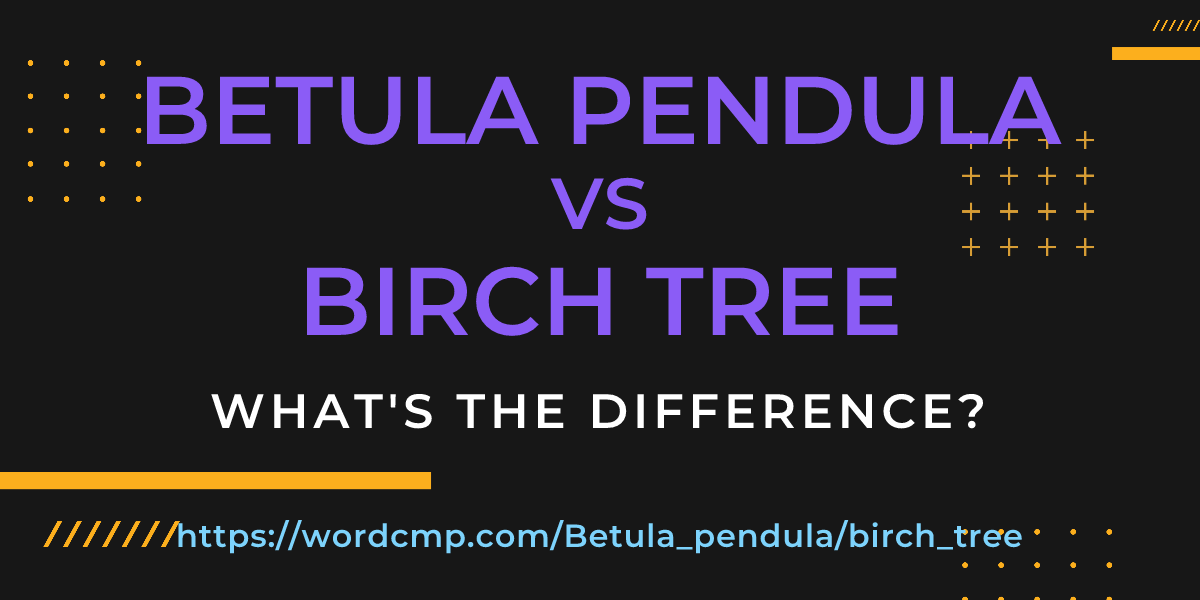 Difference between Betula pendula and birch tree