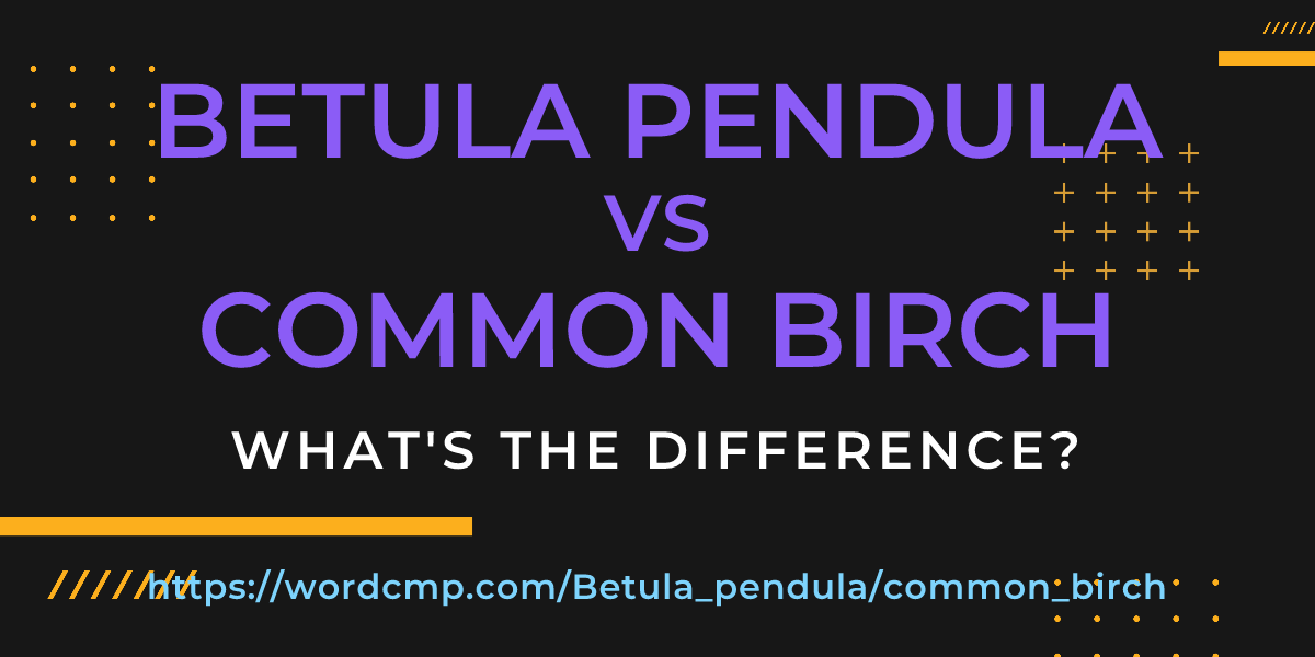 Difference between Betula pendula and common birch
