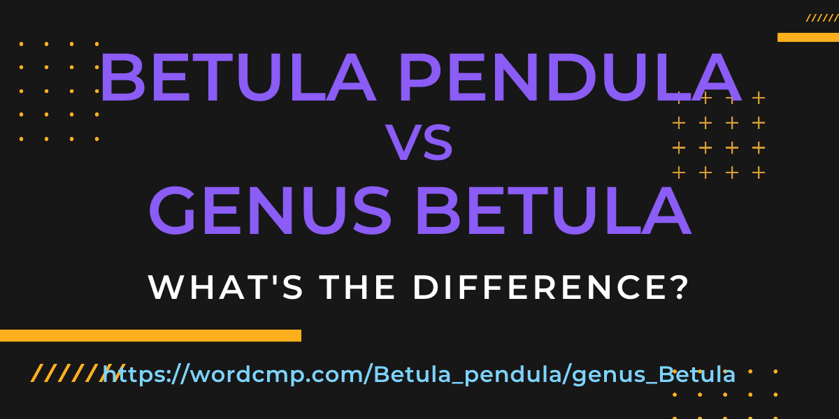 Difference between Betula pendula and genus Betula
