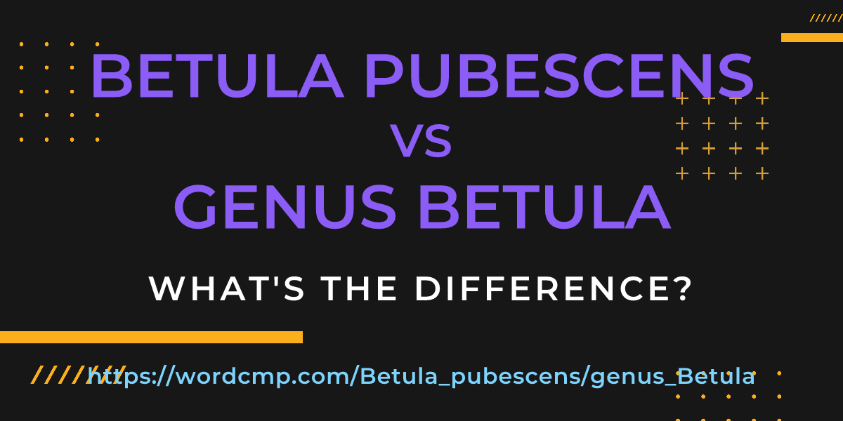 Difference between Betula pubescens and genus Betula