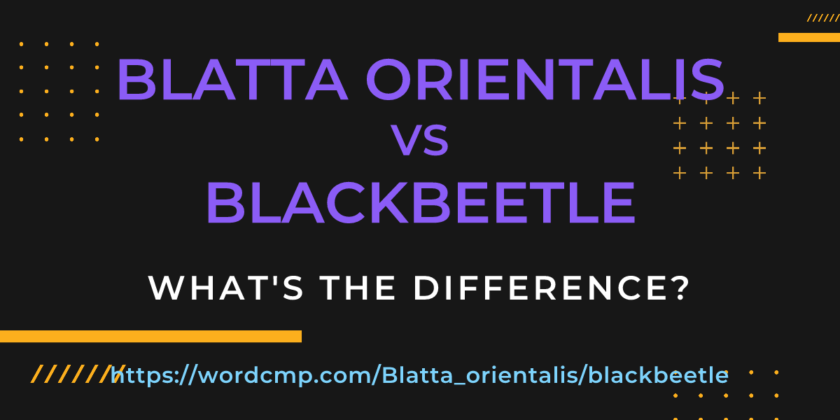 Difference between Blatta orientalis and blackbeetle