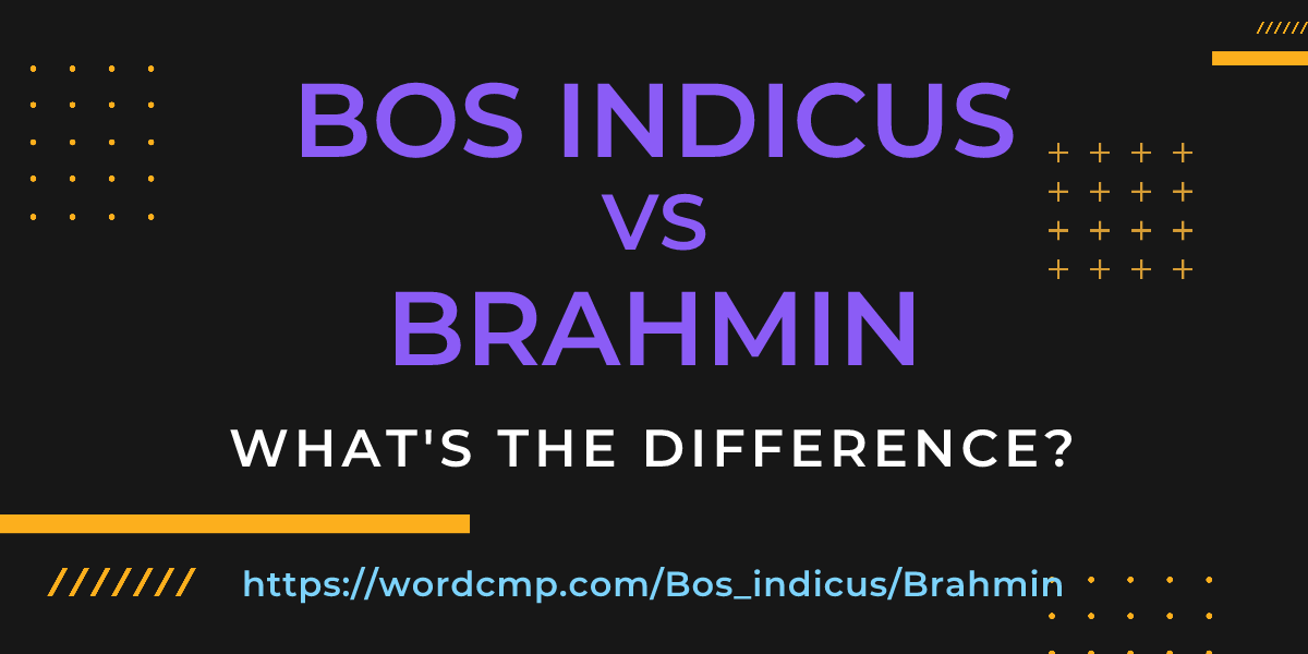 Difference between Bos indicus and Brahmin