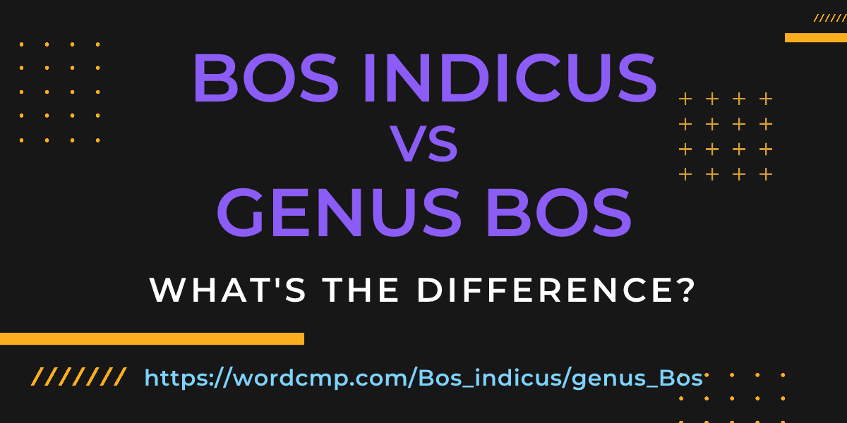 Difference between Bos indicus and genus Bos