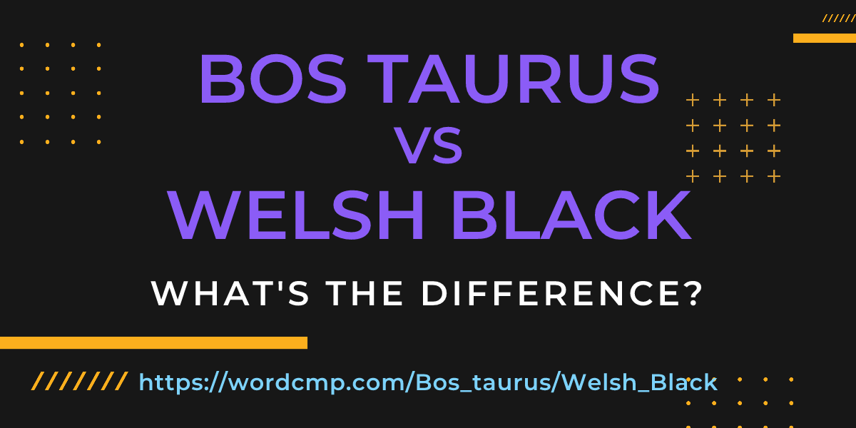 Difference between Bos taurus and Welsh Black