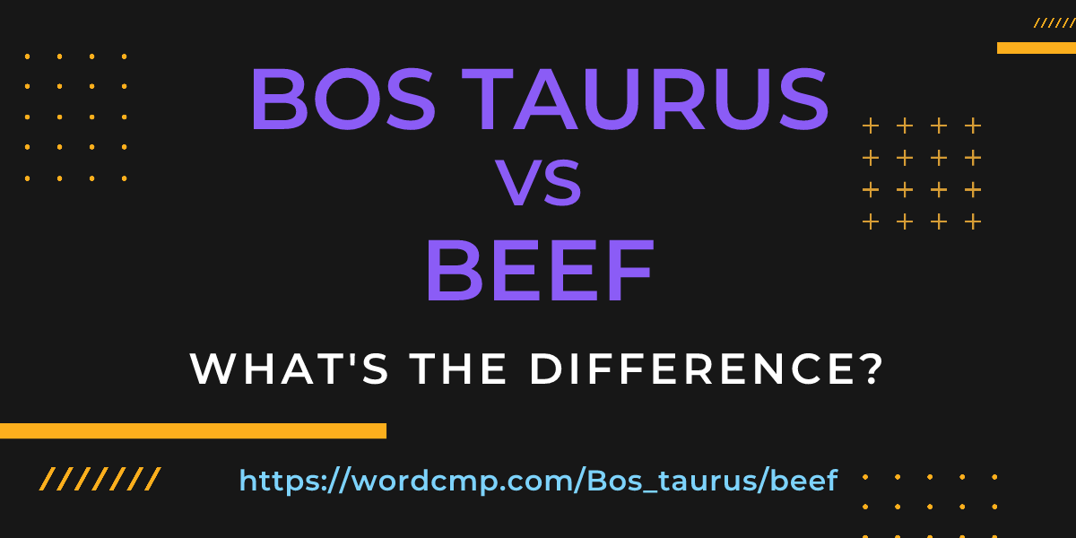 Difference between Bos taurus and beef