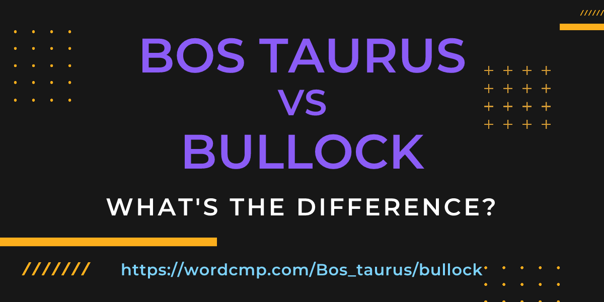 Difference between Bos taurus and bullock