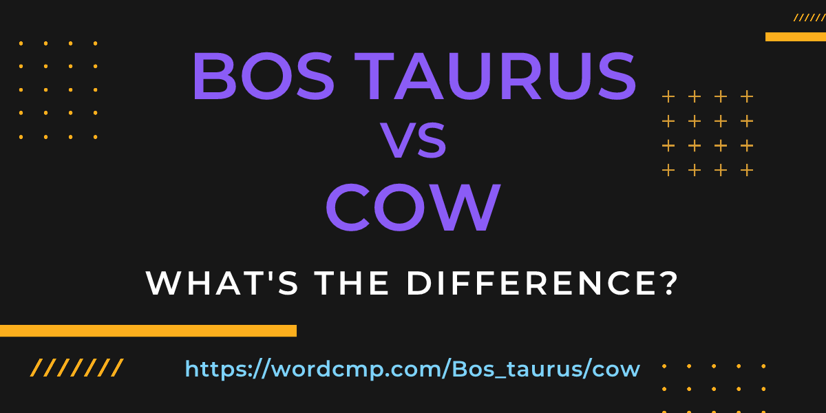 Difference between Bos taurus and cow