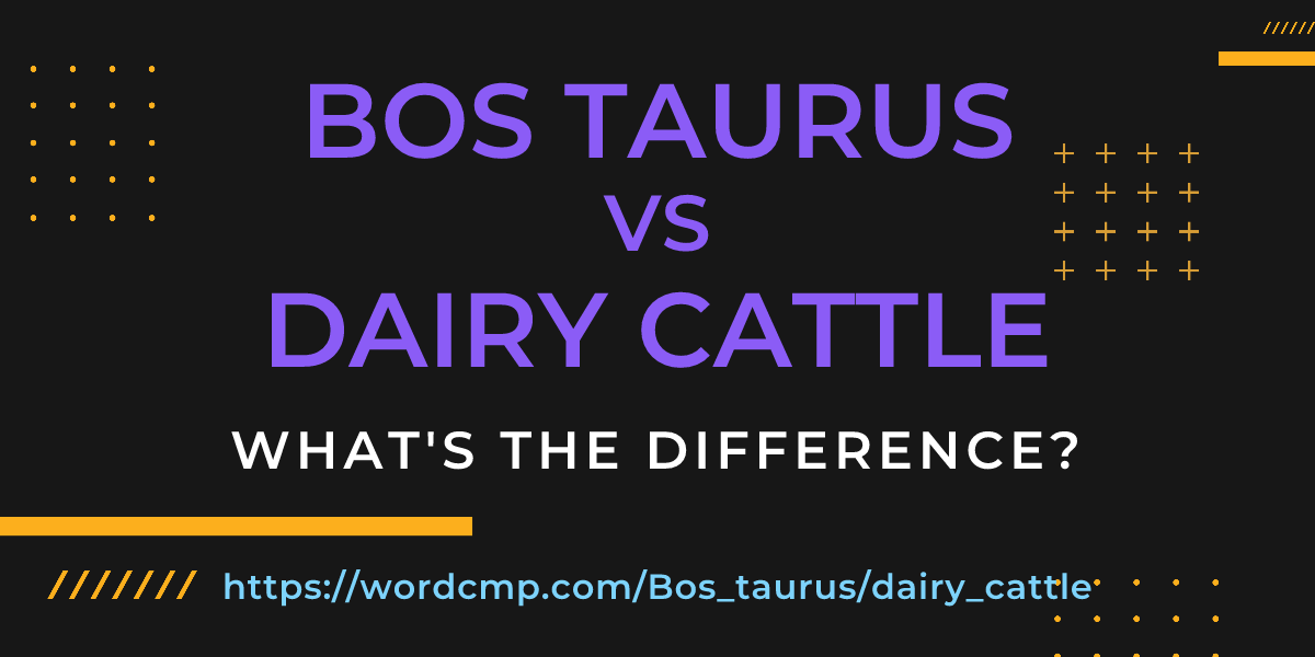 Difference between Bos taurus and dairy cattle