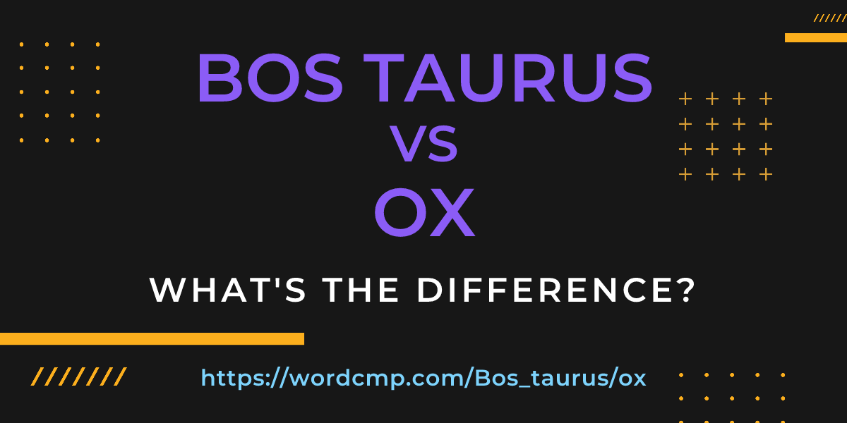 Difference between Bos taurus and ox