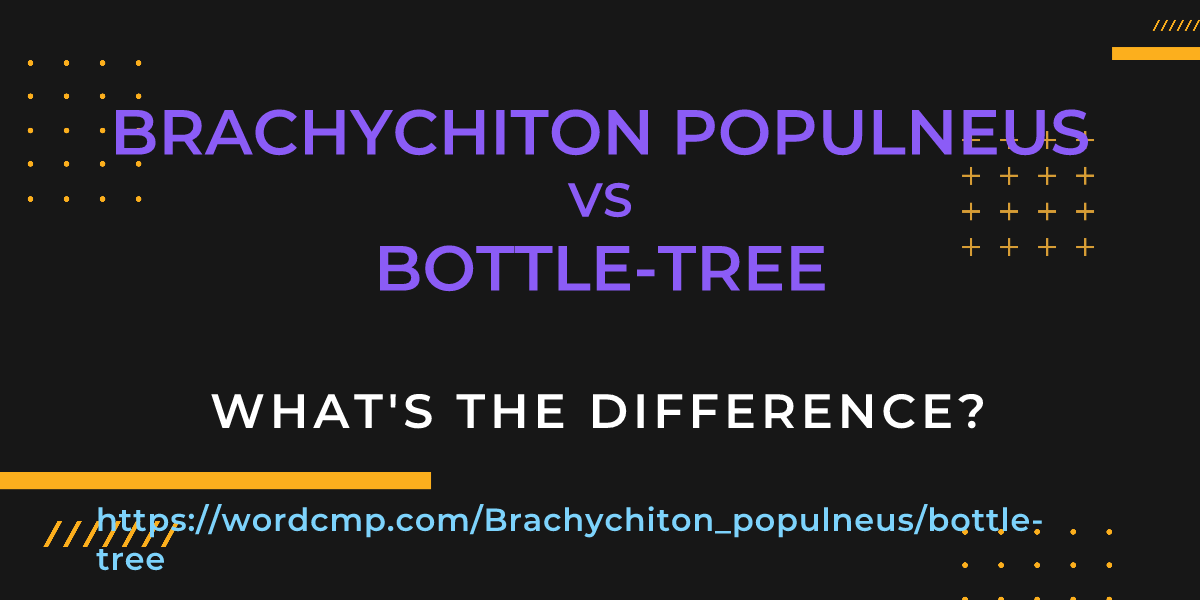 Difference between Brachychiton populneus and bottle-tree