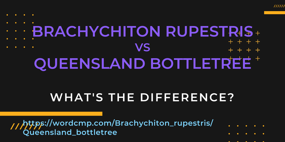 Difference between Brachychiton rupestris and Queensland bottletree