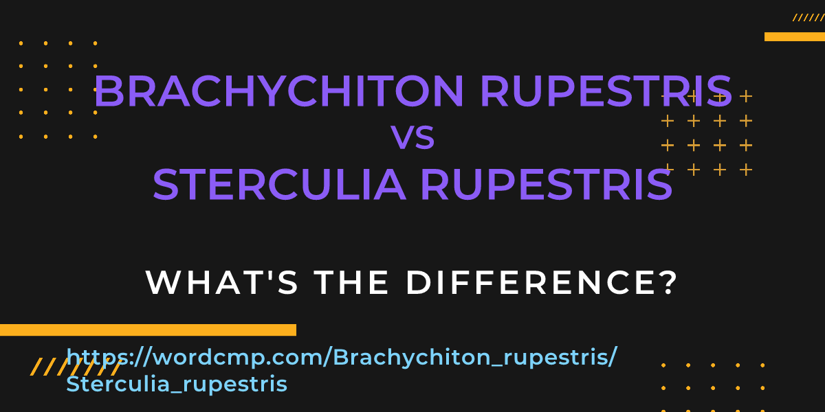 Difference between Brachychiton rupestris and Sterculia rupestris