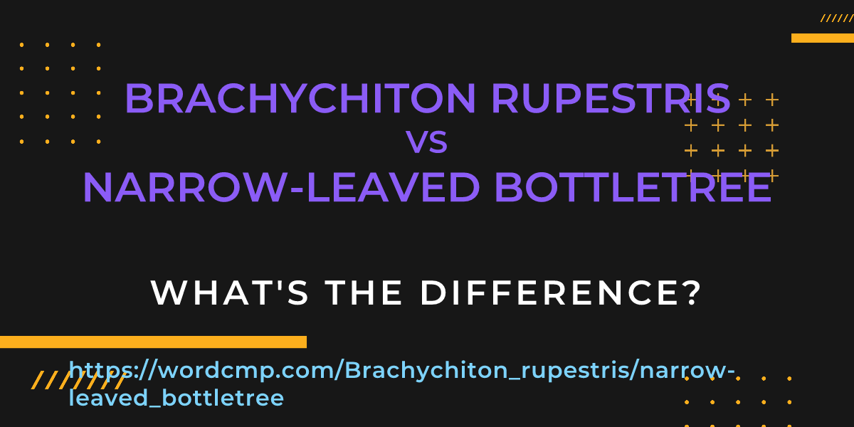 Difference between Brachychiton rupestris and narrow-leaved bottletree