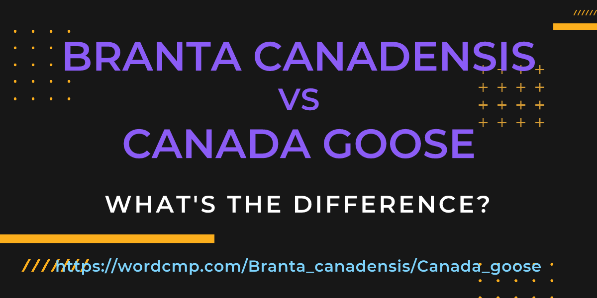 Difference between Branta canadensis and Canada goose