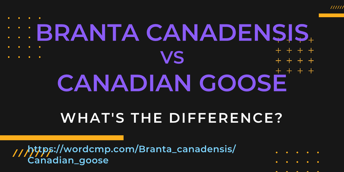 Difference between Branta canadensis and Canadian goose