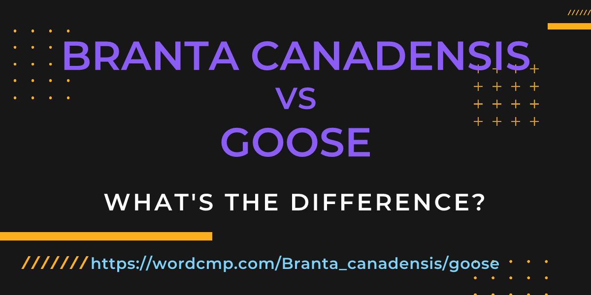 Difference between Branta canadensis and goose