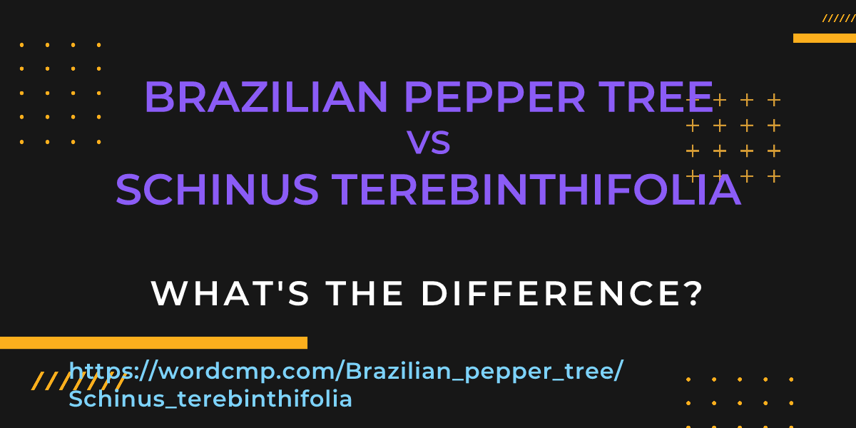 Difference between Brazilian pepper tree and Schinus terebinthifolia