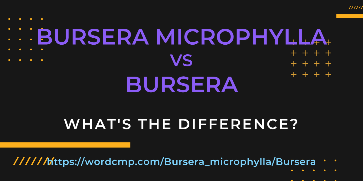 Difference between Bursera microphylla and Bursera