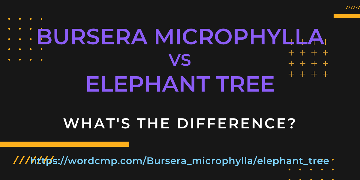 Difference between Bursera microphylla and elephant tree