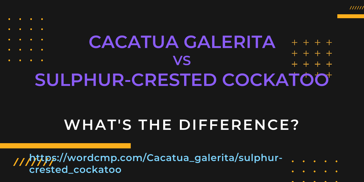 Difference between Cacatua galerita and sulphur-crested cockatoo