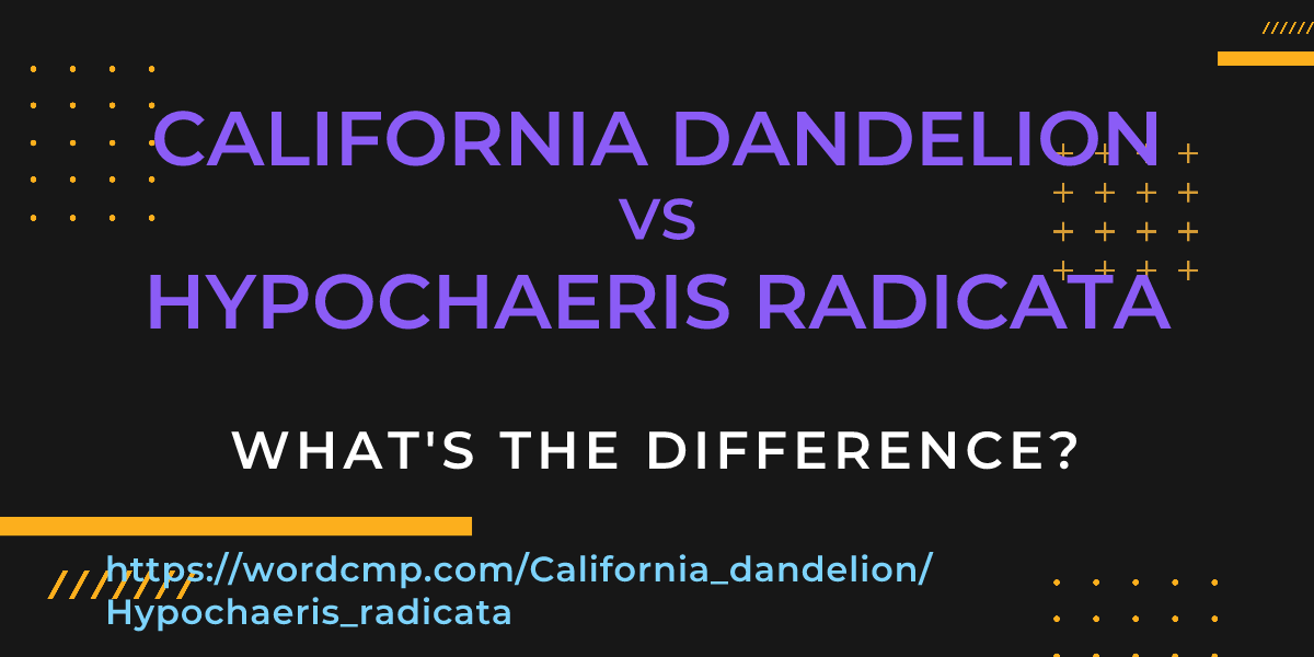 Difference between California dandelion and Hypochaeris radicata