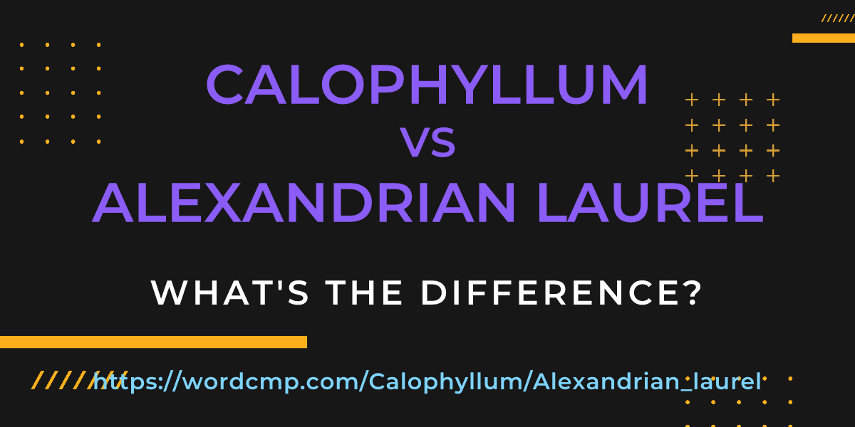 Difference between Calophyllum and Alexandrian laurel