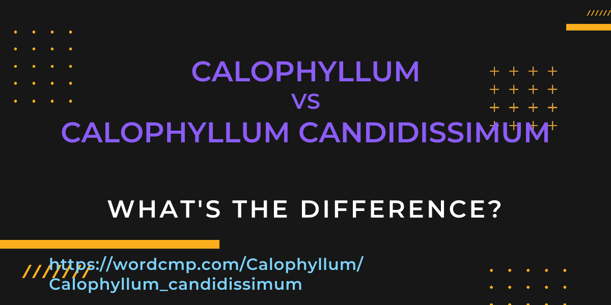Difference between Calophyllum and Calophyllum candidissimum