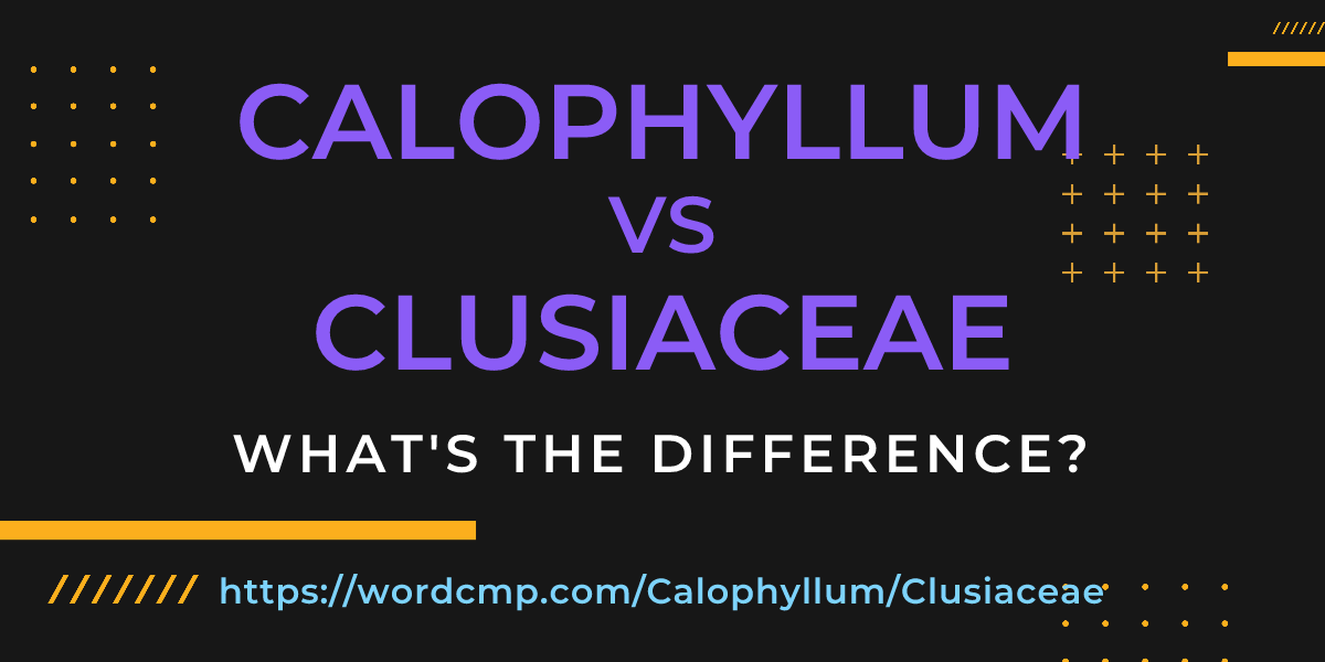 Difference between Calophyllum and Clusiaceae