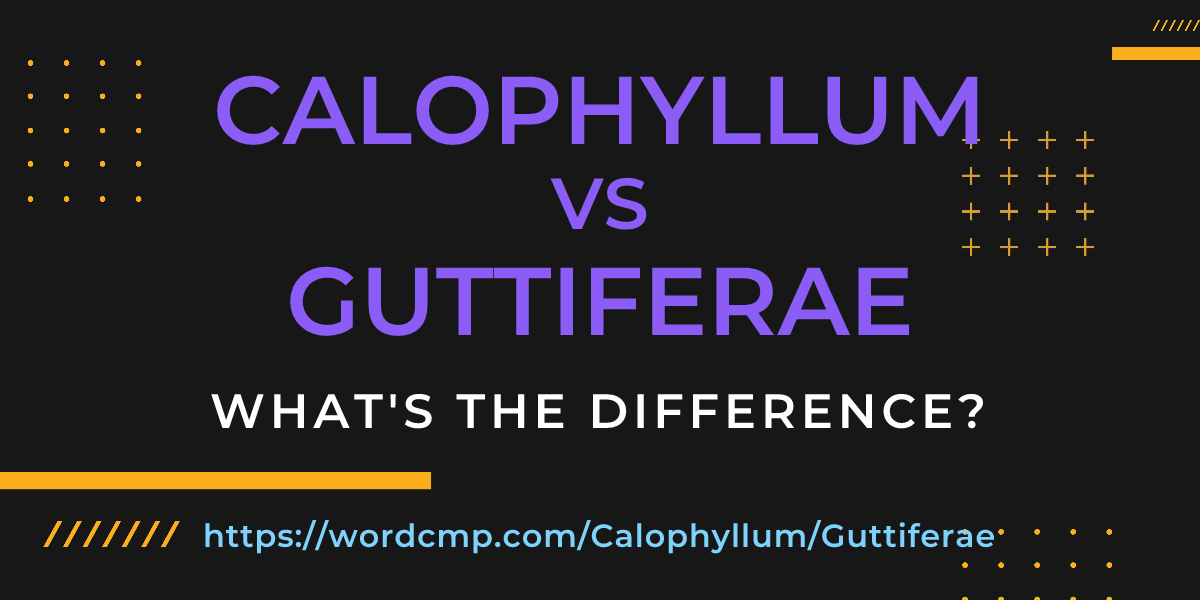 Difference between Calophyllum and Guttiferae