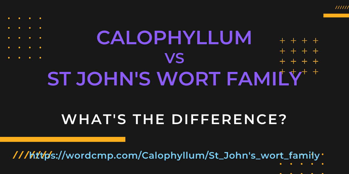 Difference between Calophyllum and St John's wort family