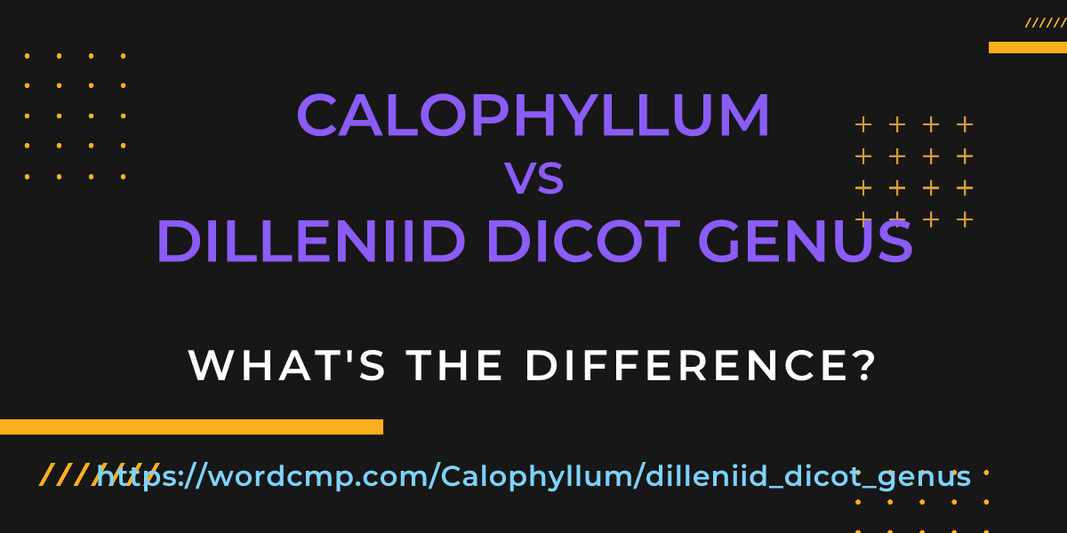 Difference between Calophyllum and dilleniid dicot genus
