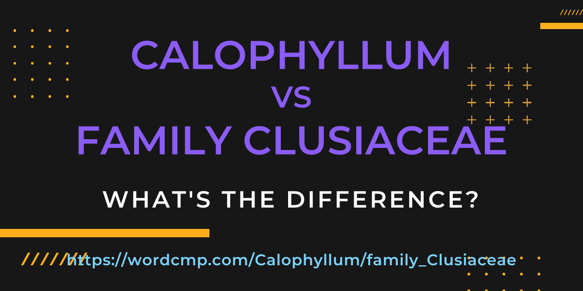 Difference between Calophyllum and family Clusiaceae