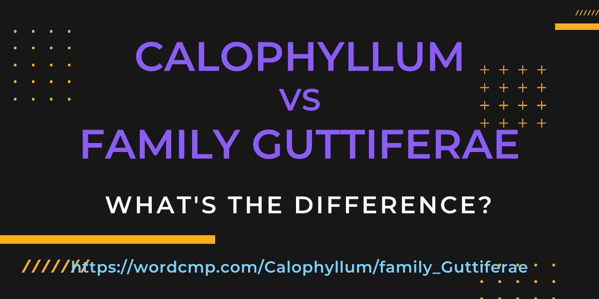 Difference between Calophyllum and family Guttiferae