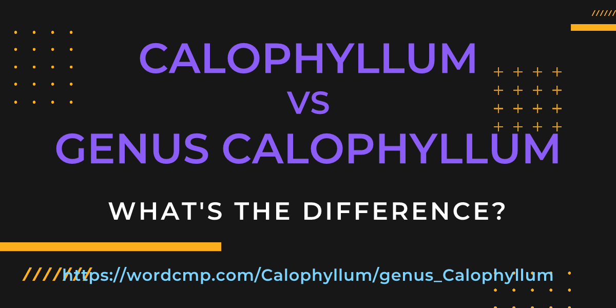 Difference between Calophyllum and genus Calophyllum